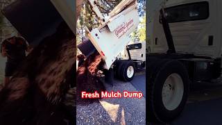 Fresh Mulch Dump on Jobsite dumptruck mulch hydraulics heavyequipment landscaping truckee job [upl. by Oijres50]