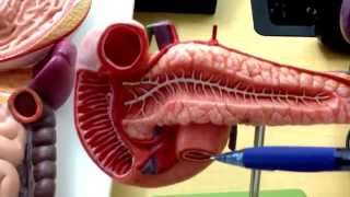 Digestive System 4 HepatoPancreatic Ampulla [upl. by Sorce]