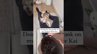 Dramatic Mini Husky Reacts To Fake Fart Prank [upl. by Hedwiga965]