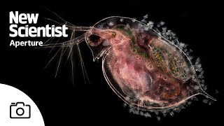 The microscopic beauty of plankton – and their predators [upl. by Ynnos]