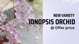 Get Ready For Spring With an Ionopsis Plant Sale [upl. by Hallock]