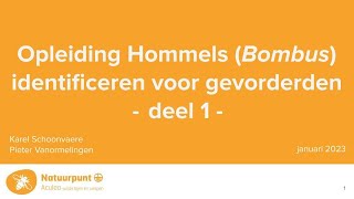 Opleiding Hommels identificeren voor gevorderden deel 1 [upl. by Gagnon461]