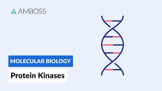 Protein Kinases Cell Signaling and Phosphorylation [upl. by Waldon]