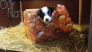 Getting A Puppy For Christmas Puppies As Gifts Compilation 2017 [upl. by Osnofedli]