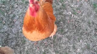 Sweet rooster giving treats to his hens [upl. by Aisatsanna]