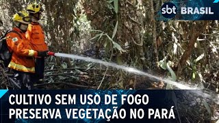 Método de cultivo sem fogo é utilizado no Pará  SBT Brasil 021024 [upl. by Grove]