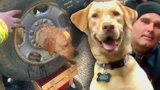 Firefighters Use Plasma Cutter to Free Dog From Tire Rim [upl. by Eilsel]