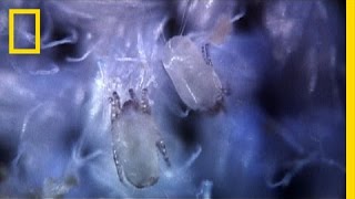 Secret Life of Dust Mites  I Didnt Know That [upl. by Phylis489]