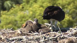 Osprey nesting behaviors part 1 [upl. by Lynch]