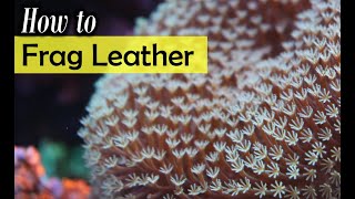 How To Frag Leather Coral Tutorial [upl. by Lrig]