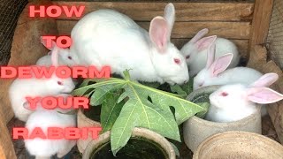 How to deworm your rabbit [upl. by Kamilah]