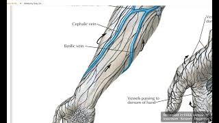 Extensor retinaculum superficial relations 1 [upl. by Nuawd457]