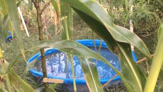 Bees Feeding on Sorghum Exudates [upl. by Nasar]