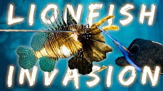 VENOMOUS amp INVASIVE LIONFISH Catch amp Cook  Spearfishing Greece Pt3 [upl. by Ritter]