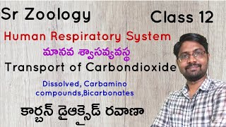 Transport of Carbondioxide  కార్బన్ డైఆక్సైడ్ రవాణా  Breathing and Exchange of Gases  Class 12 [upl. by Nylorak]