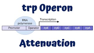 Attenuation in trp Operon Animation  Gene regulation in Prokaryotes [upl. by Callery]