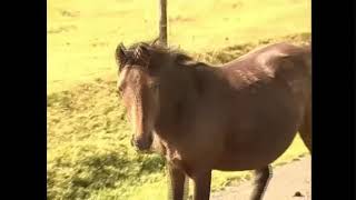 Pony drifting on Dartmoor [upl. by Anival879]