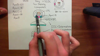 Introduction to Lipoproteins Part 8 [upl. by Strohben]