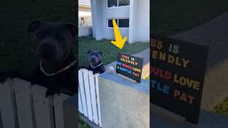 Pittie Patiently Waits By The Fence Each Morning To Greet His Neighbors 🐕 [upl. by Klaus688]