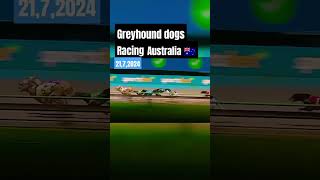 greyhound dogs racing Australia 🇦🇺 2172024 [upl. by Akinorev]