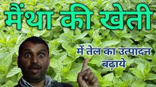 पिपरमिंट मेंथा की खेती से तेल का अधिक उत्पादन लें।Pipermint Mentha from oil production [upl. by Patricio796]