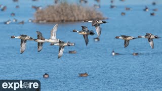 Friends of Sacramento National Wildlife Refuge powered by EXPLOREorg [upl. by Azal115]