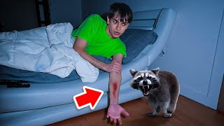 A Vicious Raccoon ATTACKED Me In The Middle Of The Night [upl. by Aidan392]