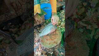 Large Giant Size Tilapia Fish Cutting Skills In Fish Market😱😳  shorts fishcuttingvideos [upl. by Prudy]