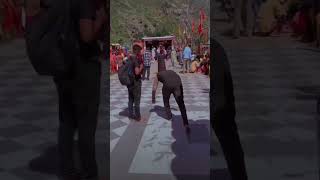 Mata ke anokhe bhakatTeri Leela apram par hai maadipubashavlogs machailyatra [upl. by Bergmann]