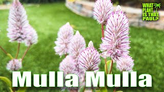 Ptilotus exaltatus Joey Mulla Mulla  Herbaceous perennial  Flowers in summer [upl. by Nitsirk]