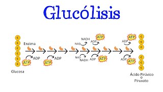 💥 Glucólisis 💥 Para principiantes  Generalidades Fácil y Rápido  BIOLOGÍA  QUÍMICA [upl. by Ellehcem]