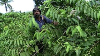 La fleur dylang ylang or des Comores et reine des parfumeurs [upl. by Merari]