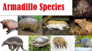 Armadillo Species  All Armadillo Species List  Espécies de tatu [upl. by Hartnett]