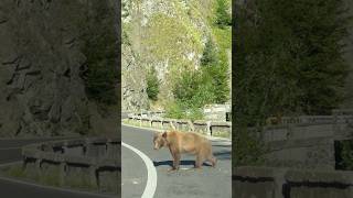 Ursii de pe Transfagarasan Munții Făgăraș 2024 shortsfeed shortsvideo shorts mountains bear [upl. by Marta]