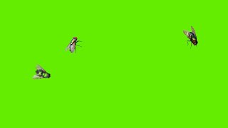 Green Screen  The Flies  Free Download  No Copyright  DLG Puppet Show [upl. by Pond856]