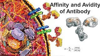 Affinity and Avidity Antigen antibody interaction [upl. by Bum]