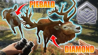 Hirschfelden Fallow Deer Guide TheHunter Call Of The Wild 2023 [upl. by Hadik]