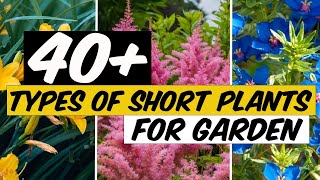 43 Types of Short Plants for Garden  The Planet of Greens [upl. by Sianna502]