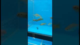 Online Fish Shopping in India bunnycartcom bunnycart Shrimp amp Plantstrending viral shorts 324 [upl. by Nixon]