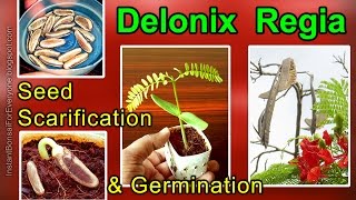 Seed Germination By Scarifying Seeds Of Delonix Regia  Royal Poinciana  Gulmohar  Flamboyant Tree [upl. by Centeno604]