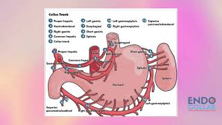 Celiac Trunk [upl. by Fiorenza]