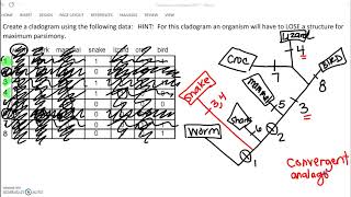 49 AP17 Cladogram from HW explained [upl. by Attezi131]