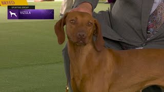 Vizslas  Breed Judging 2023 [upl. by Adnohsak258]