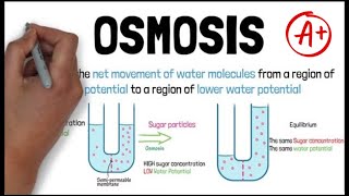 OSMOSIS  Biology GCSE and iGCSE Exam Revision [upl. by Kristoffer]