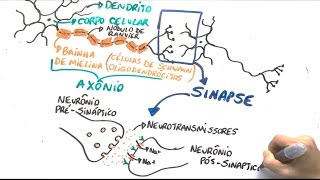 Neurônio e impulso nervoso  Resumo Professor Gustavo [upl. by Eidurt]