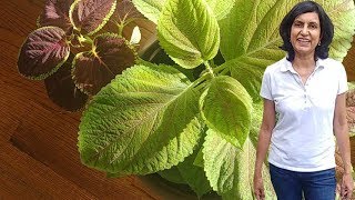 How To Make Coleus More Bushy  Pinching Coleus  Part 2  Winter Gardening [upl. by Cantlon]