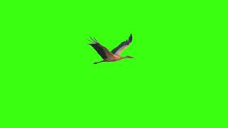 Green screen  Stork flies  Footage  Download  №101 [upl. by Ednutabab627]