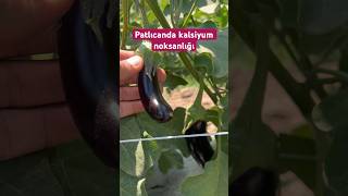 Patlıcan bitkisinde kalsiyum noksanlığı agriculture garden tarla ziraat bitki tarım fruit [upl. by Onivla3]