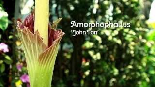 The fascinating flowering of Amorphophallus John Tan [upl. by Anton]