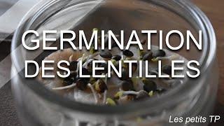 Les petits TP  Germination des lentilles [upl. by Mcspadden]